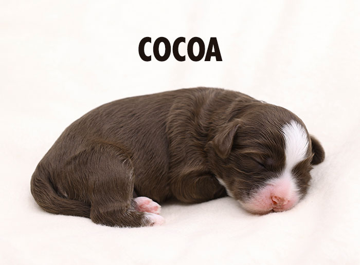 cocoa from waffles and boots week 1