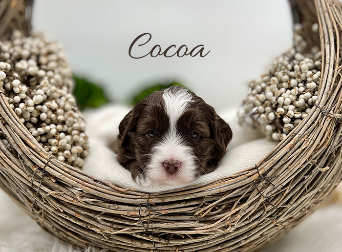 cocoa from waffles and boots week 3