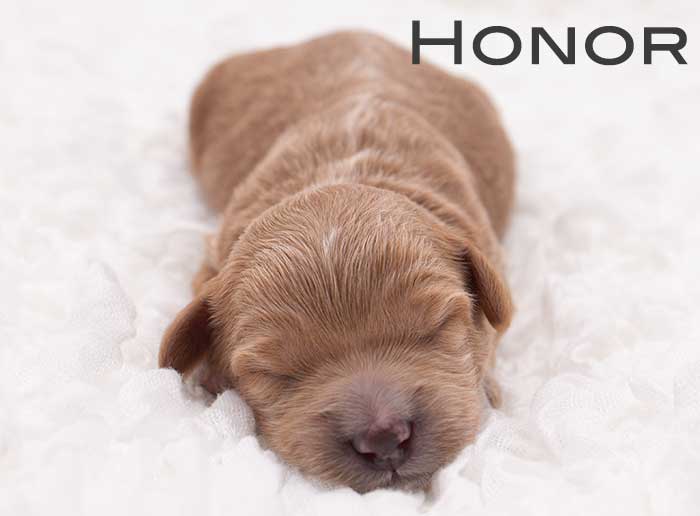 honor from monroe and remi week 1