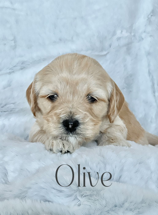 olive from aspen and river week 3