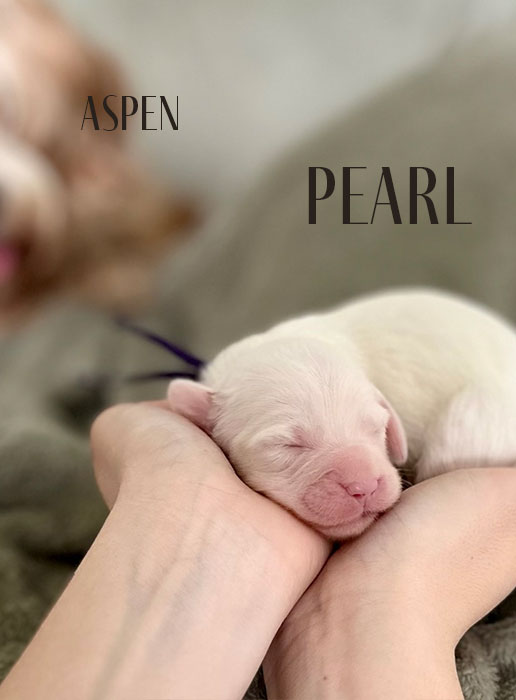 pearl from aspen and river week 1
