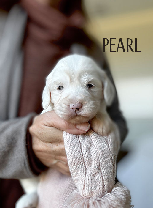 pearl from aspen and river week 3