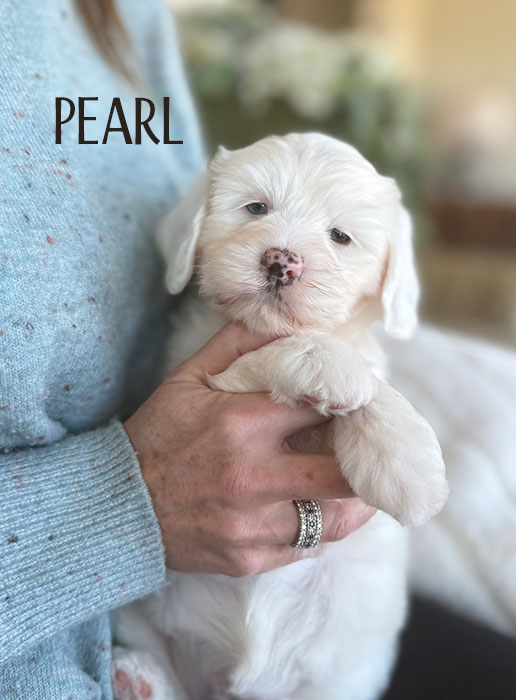 pearl from aspen and river week 5