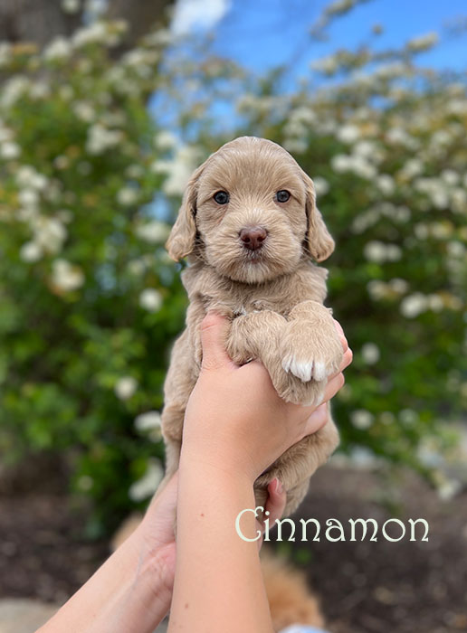 cinnamon from libby and henry week 5
