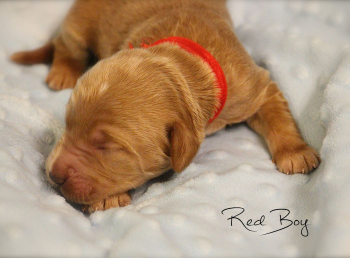 Red Boy from Gracie and Dempsey week 1