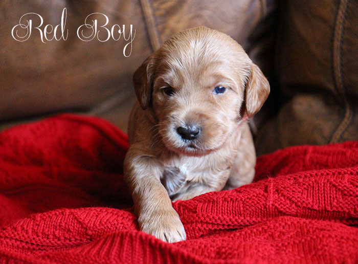 Red Boy from Gracie and Dempsey week 3