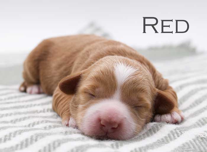 red from willow and remi week 1