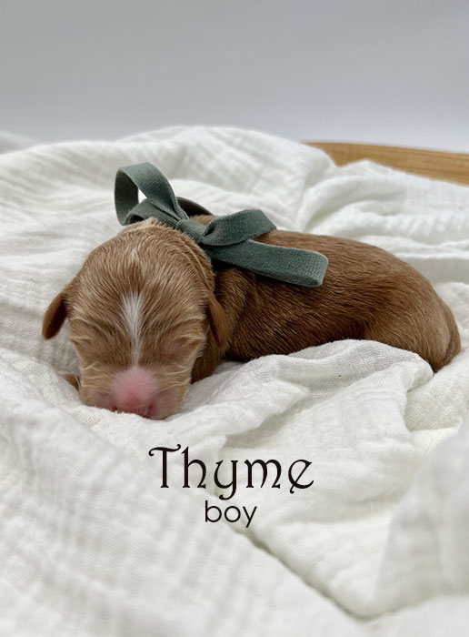 thyme boy from libby and henry week 1