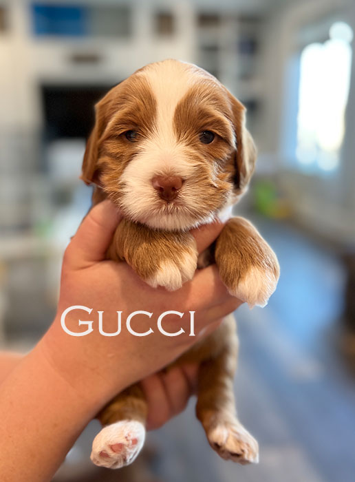 gucci from piper and river week 3