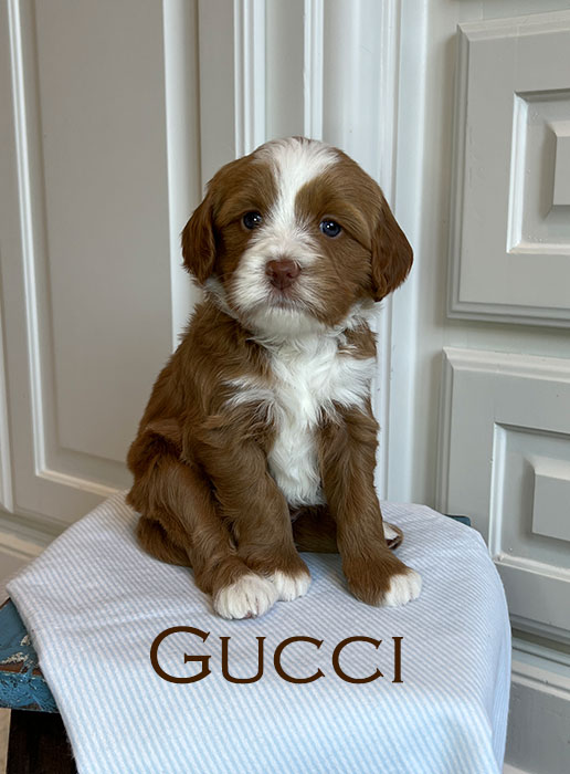 gucci from piper and river week 5