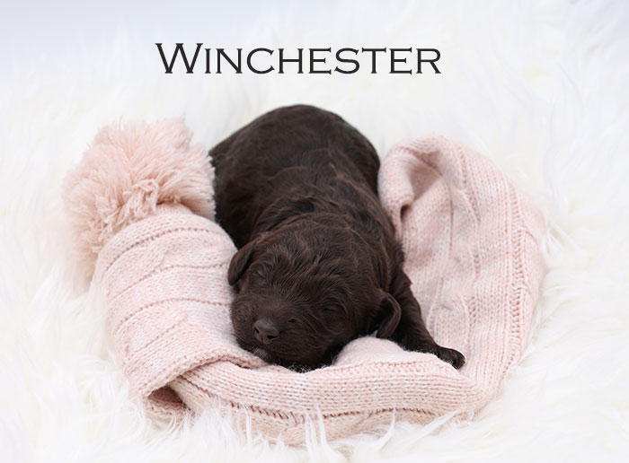 Winchester from Stella and Flirt week 1