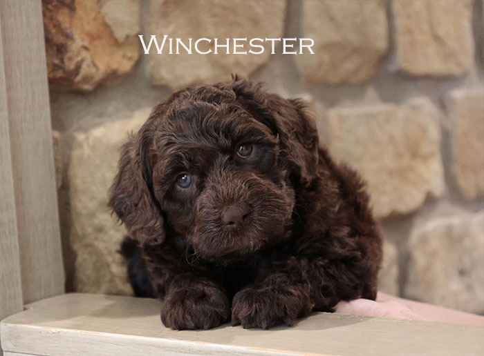 Winchester from Stella and Flirt week 5
