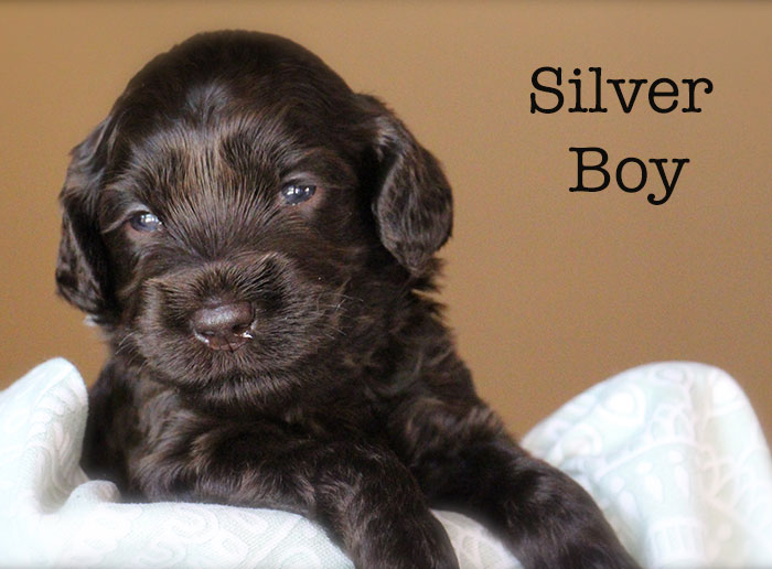 Silver Boy from Lola and AJ week 3