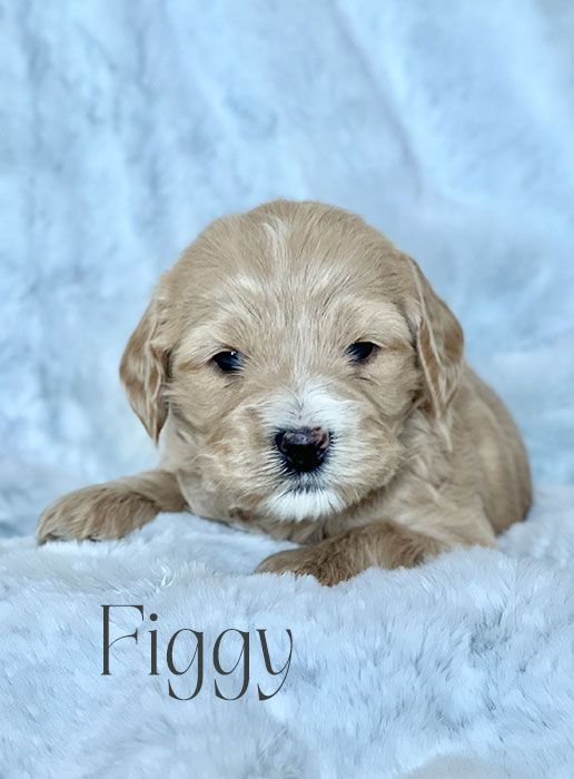 figgy from aspen and river week 3