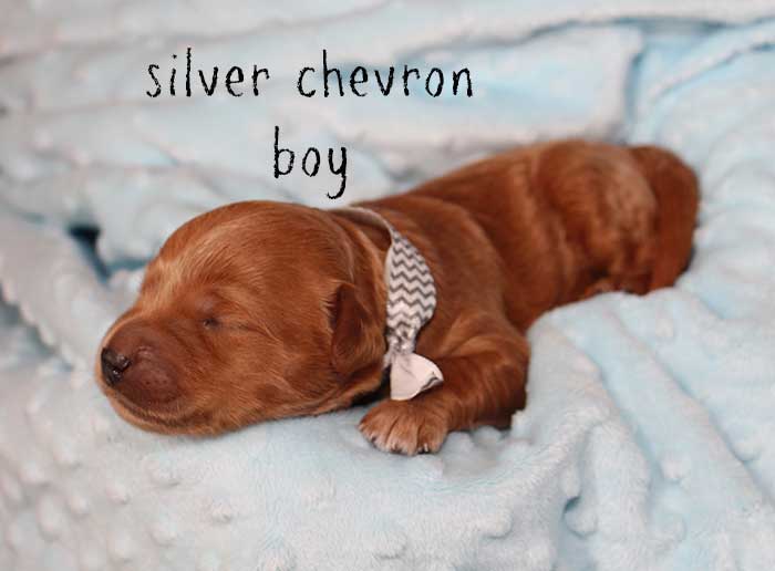 Silver Chevron from Rosie and Ben week 1