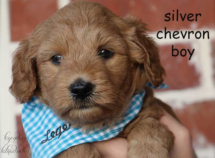 Silver Chevron from Rosie and Ben week 5