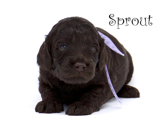 Sprout from Tillie and Dutch week 3