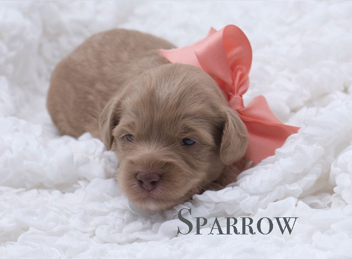 sparrow from penny and rhodie week 3