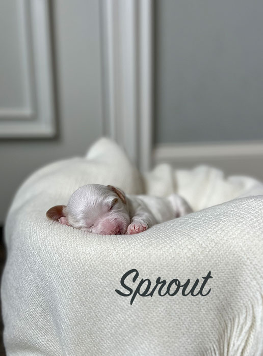sprout from willow and boots week 1