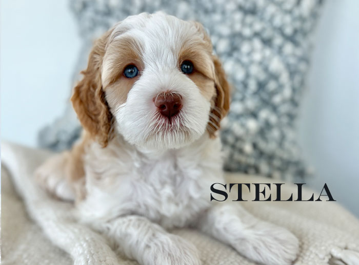 stella from capri and boots week 6