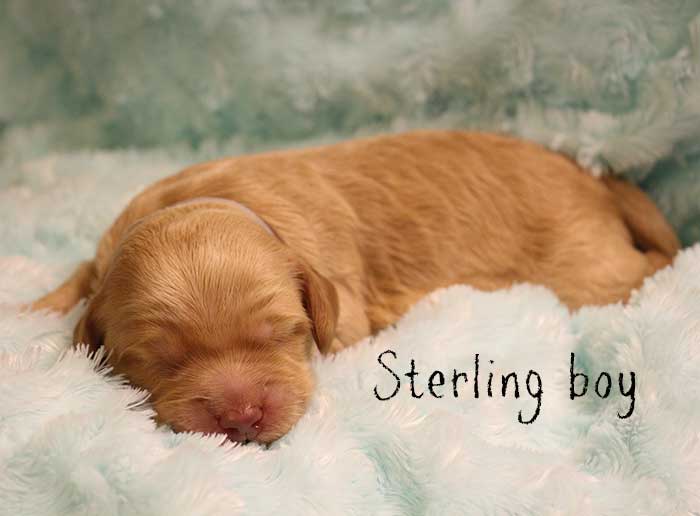 Sterling Boy from Georgy and Ben week 1
