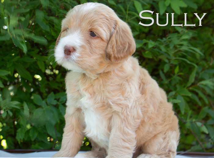 Sully-week 5