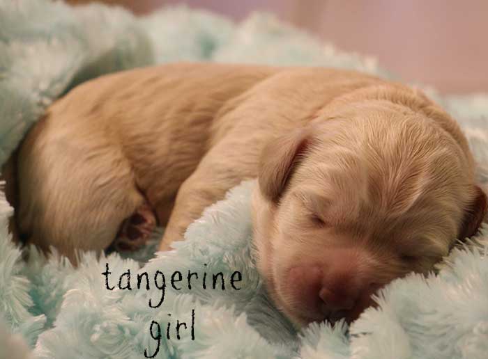 Tangerine Girl from Georgy and Ben week 1