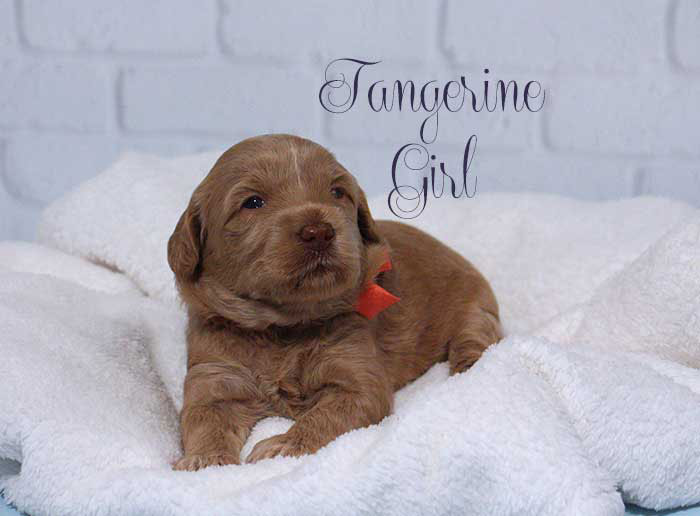 Tangerine Girl from Lola and AJ week 3