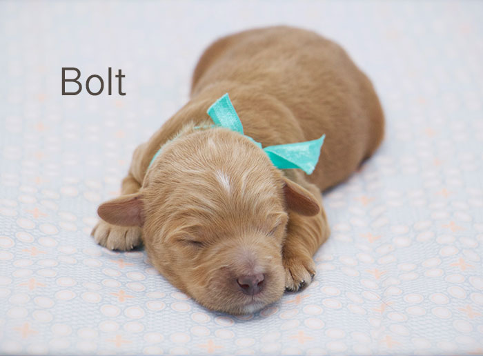 Bolt from Tallulah and Rhodie week 1