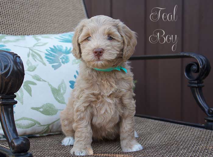 Teal Boy from June and Ben week 7