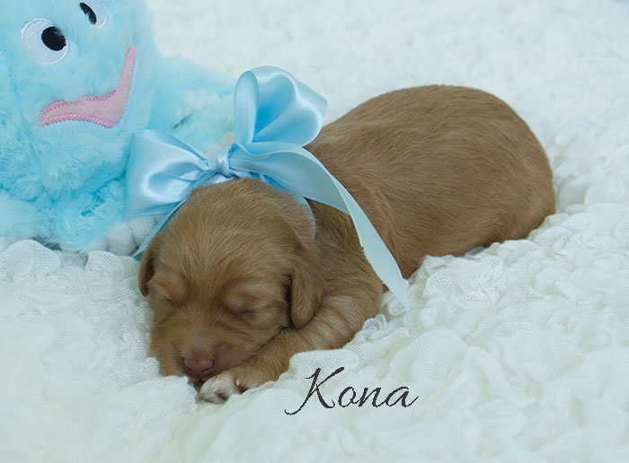 kona from katie and finn week one