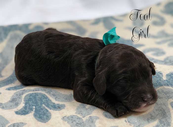 teal girl from june and dutch week 1