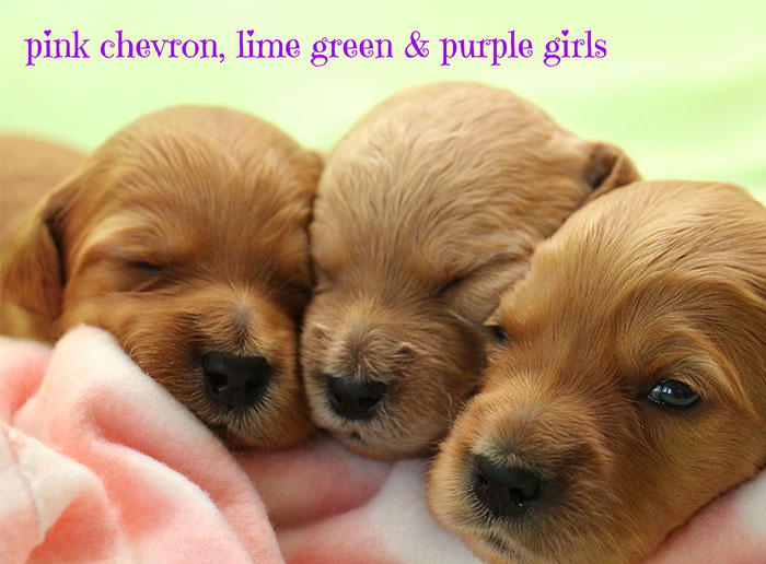 Lime, Pink Chevron, and Purple Girls from Gracie and Ripley week 2