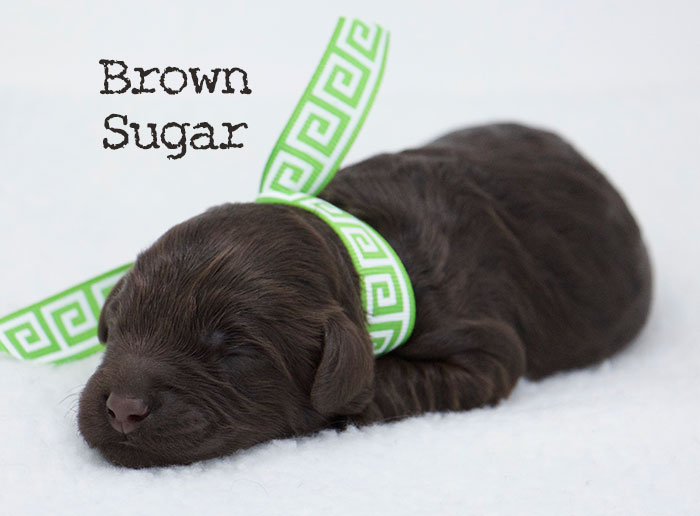 Brown Sugar from Stella and Ben week 1