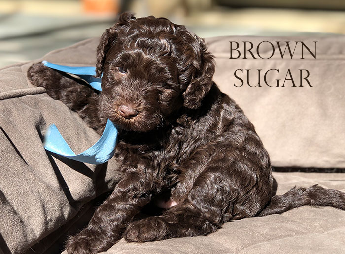 Brown Sugar from Stella and Ben week 5