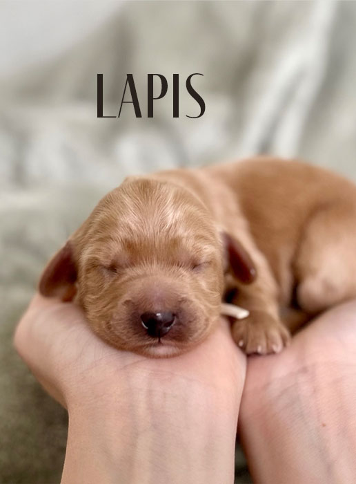 lapis from aspen and river week 1