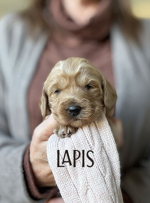 lapis from aspen and river week 3