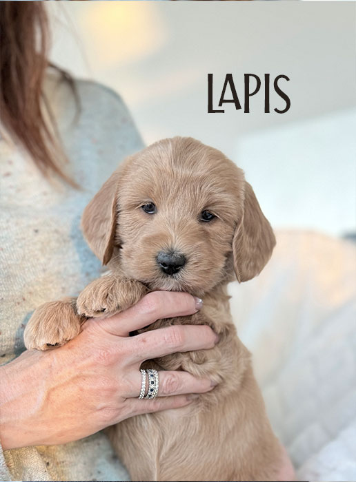 lapis from aspen and river week 5