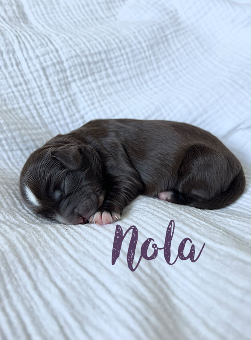Nola from roux and rocky week 1