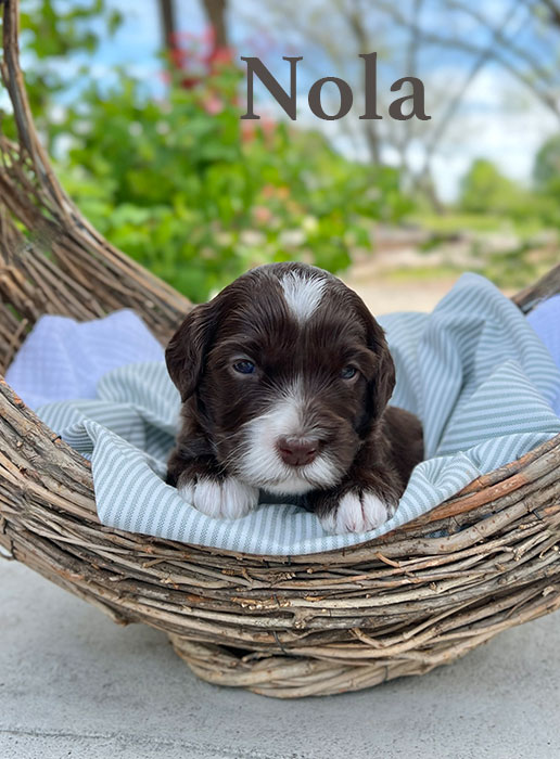 Nola from roux and rocky week 3