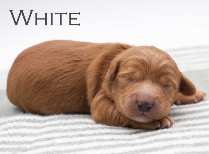 white from willow and remi week 1