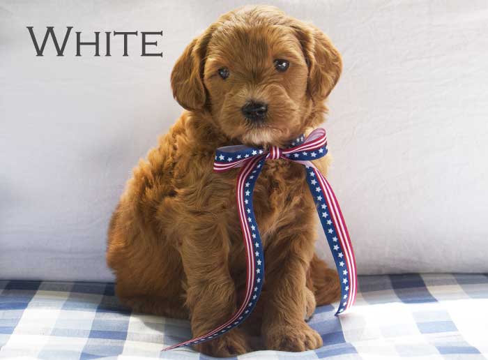 white from willow and remi week 5