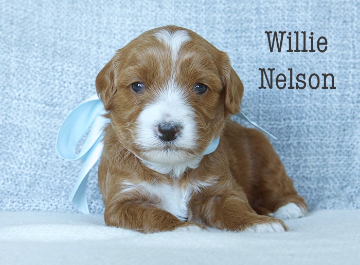 Willie Nelson-week 3