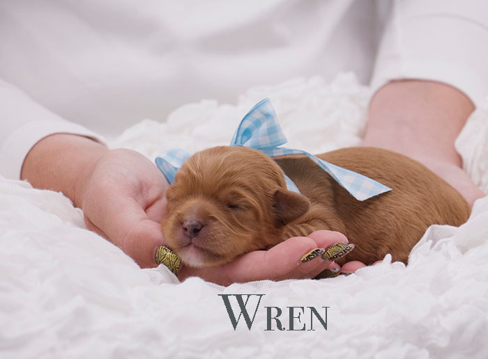 wren from penny and rhodie week 1