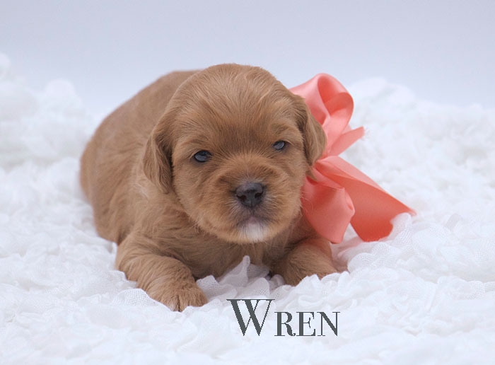 wren from penny and rhodie week 3