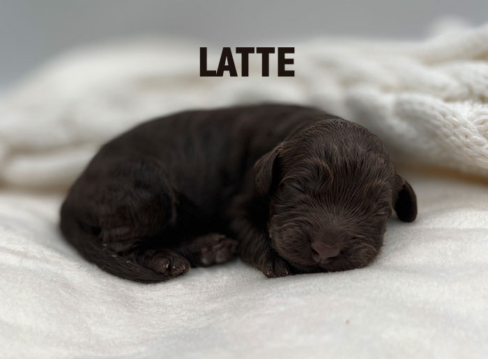 latte from waffles and boots week 1