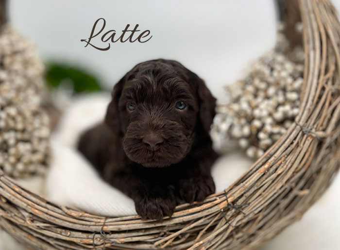 latte from waffles and boots week 3