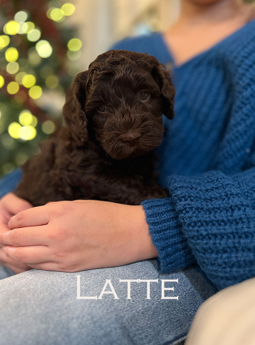 latte from waffles and boots week 5