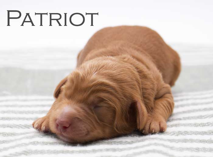 patriot from willow and remi week 1