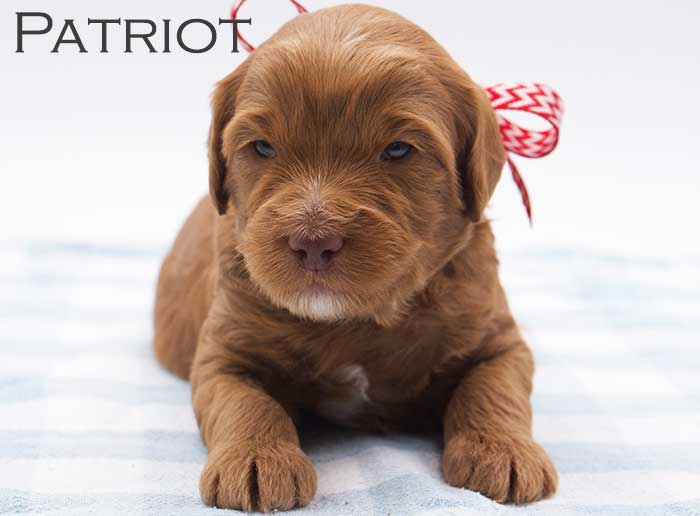 patriot from willow and remi week 3